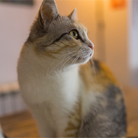 Gato